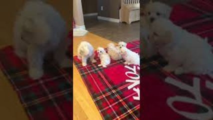Mom Works on Weening Her Puppies