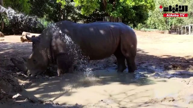 مثلجات لحيوانات حديقة بيرث الأسترالية لتخفيف وطأة الحرارة