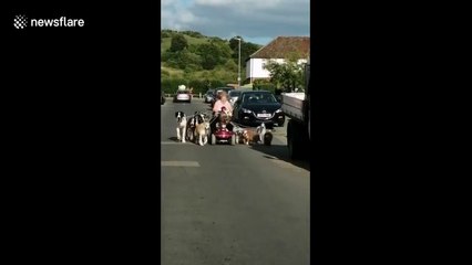 Une femme sur un fauteuil électrique promène ses 13 chiens
