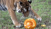 Tigers And Pumpkin Treats