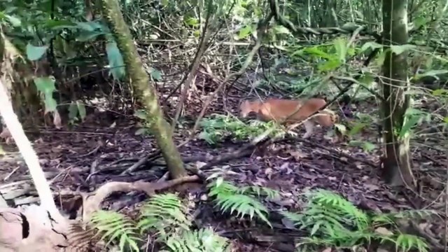 ext-avistamiento-de-puma-071221