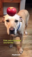 Perro busca familia de manera ingeniosa
