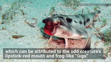 Is This Amazing Looking Fish Wearing Red Lipstick or Are We Just Seeing Things?