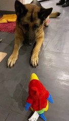 When the Toy Barks Back