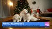 PURR-FECT Holiday Pet Gifts with Kristen Levine