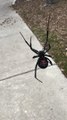 Big Black Widow Spider Dangles From Web