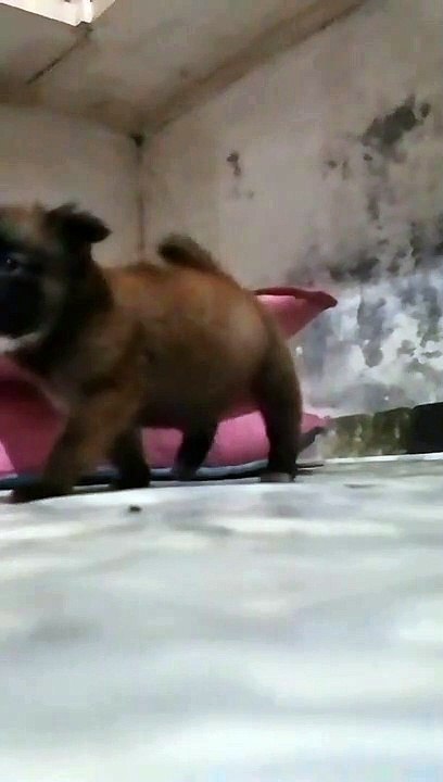 Murphy