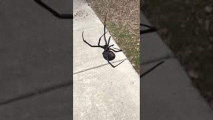 Big Black Widow Spider Dangles From Web