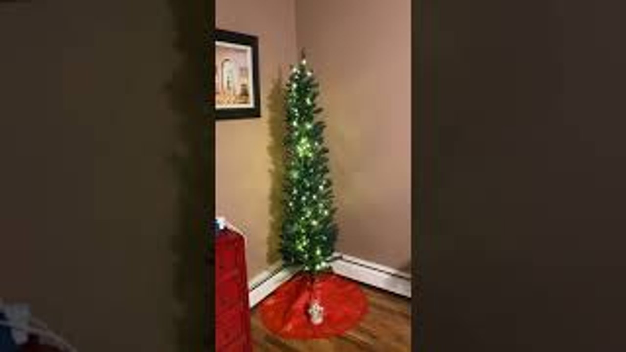 Six Foot Tree Doesn't Quite Delight video Dailymotion