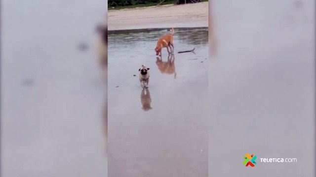 tn7-perro-pug-071221