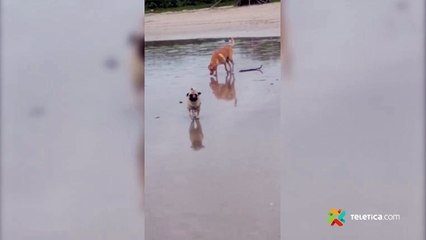 tn7-perro-pug-071221