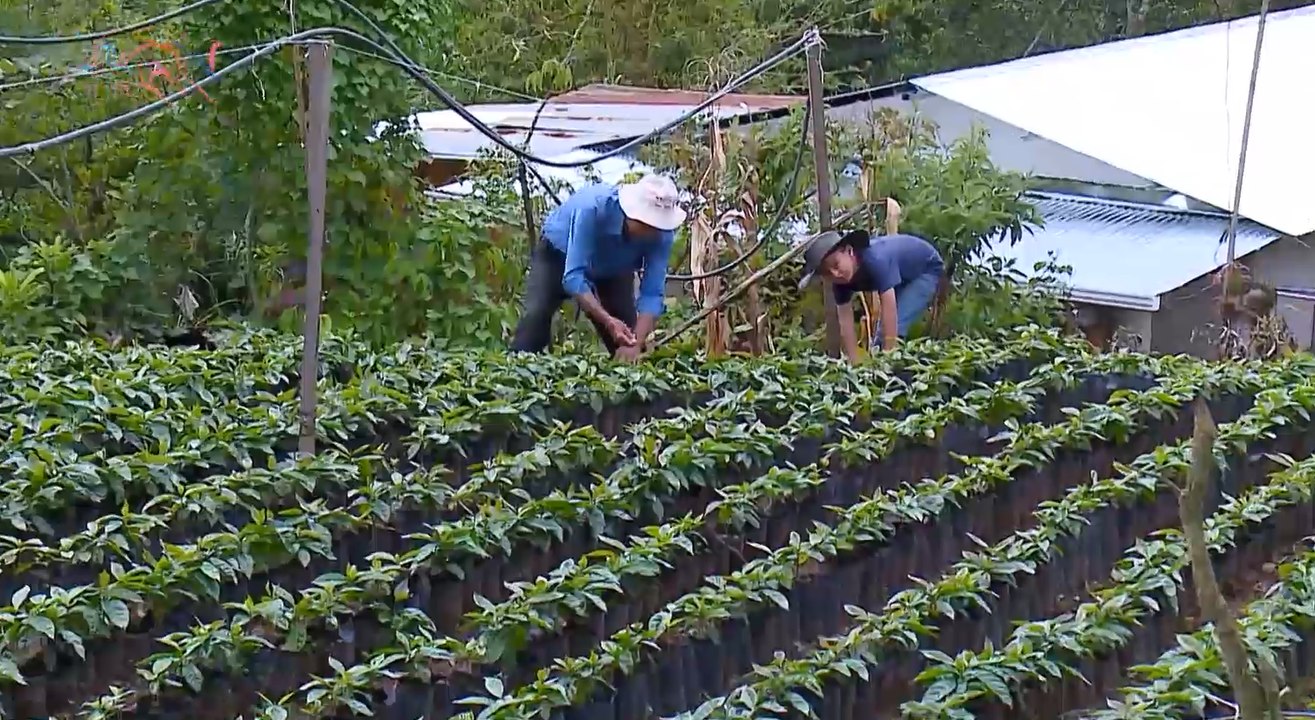 mqn-Nieto de 8 años es la mano derecha del abuelo en el campo-071221