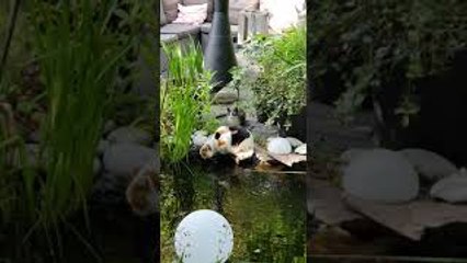 Kitten Pushes Cat into Pond