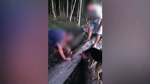 Lagarto é maltratado e entregue a cachorros em Nova Veneza; assista