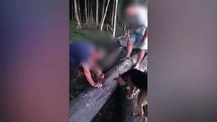 Lagarto é maltratado e entregue a cachorros em Nova Veneza; assista