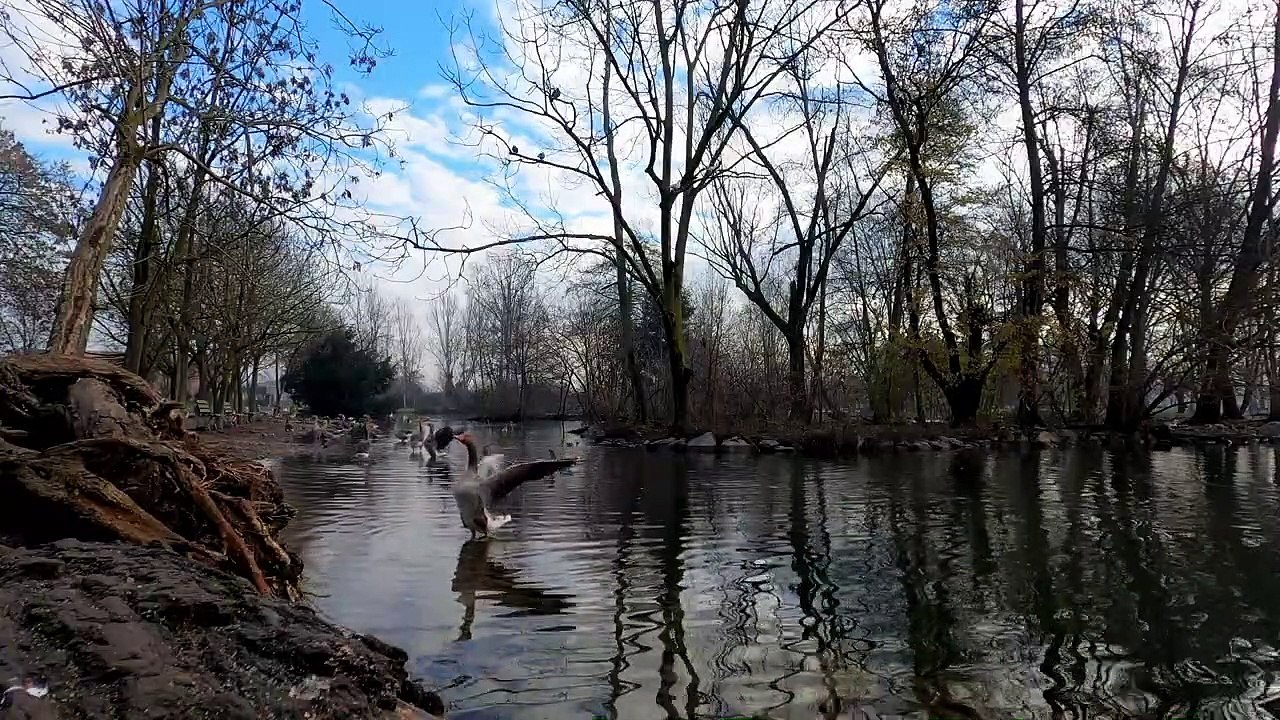 Asmr environmental and nature sounds to relax you (birds 2) / Asmr sonidos ambientales y de la naturaleza para relajarte (pájaros 2)