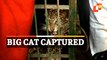 ‘Missing’ Leopard Captured, Rescued Safely By Forest Officials In Indore