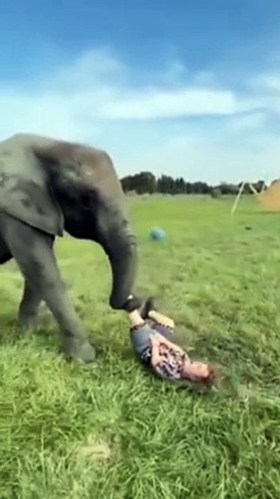 funny elephant |#dailymotion #animals #elephant #pet #dog  #cat