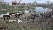 Atların kesildiği ihbarı üzerine yapılan baskında 40 at bulundu