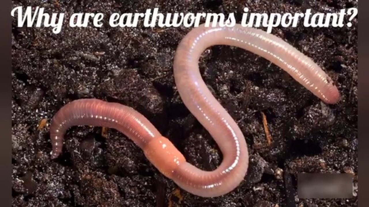 Why earthworms are so important.