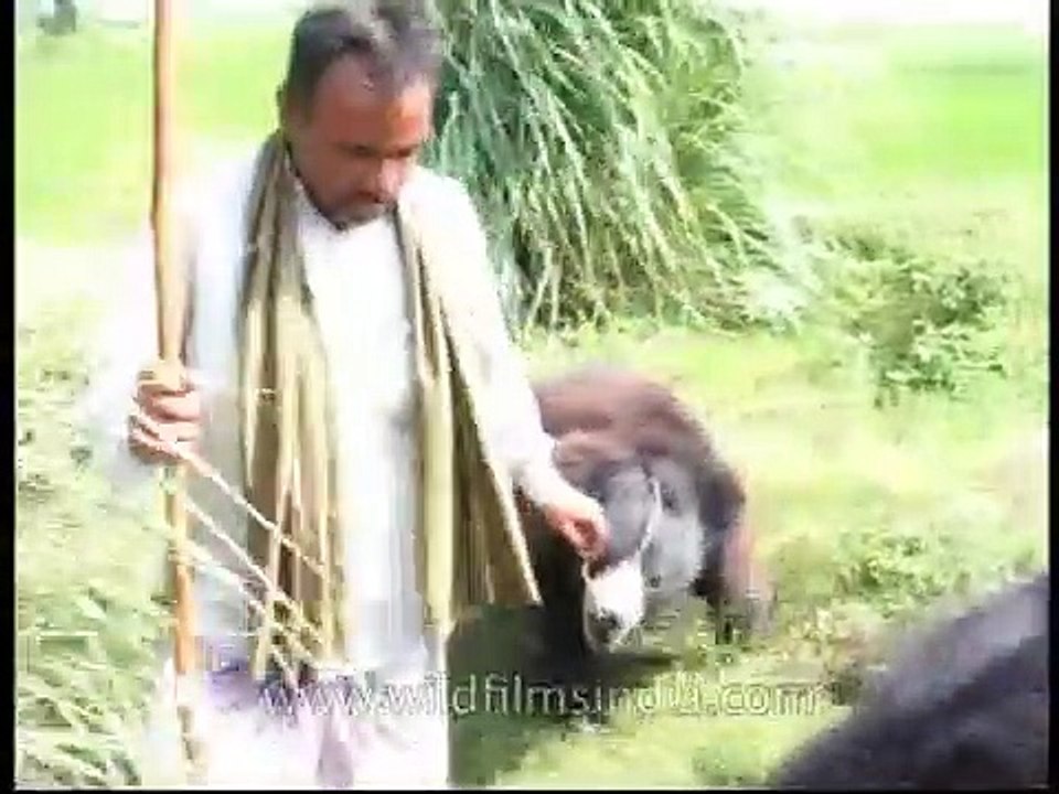 Tame sloth bear overpowers its handler in Assam