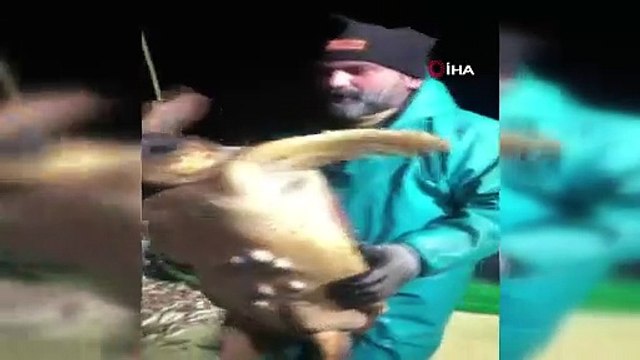 Ağlara takılan caretta caretta balıkçıları şaşkına uğrattı