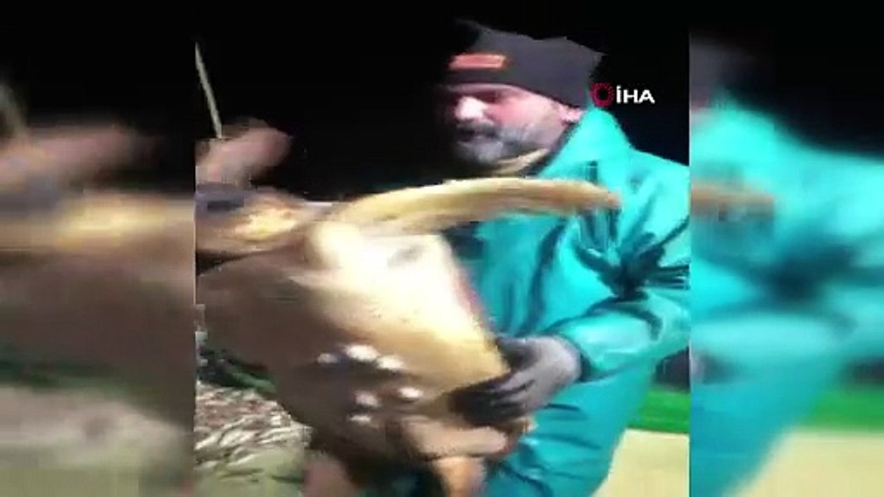 Ağlara takılan caretta caretta balıkçıları şaşkına uğrattı