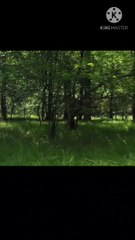 Discover Inner Peace with Forest Meditation 🌲