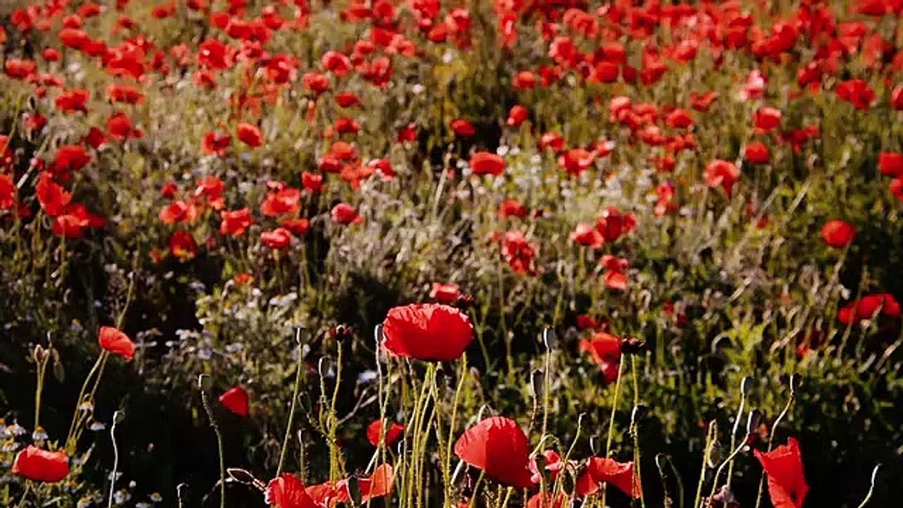 Poppy - 16459 [12]