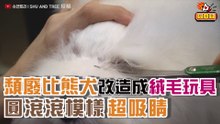 頹廢比熊犬改造成絨毛玩具 圓滾滾模樣超吸睛