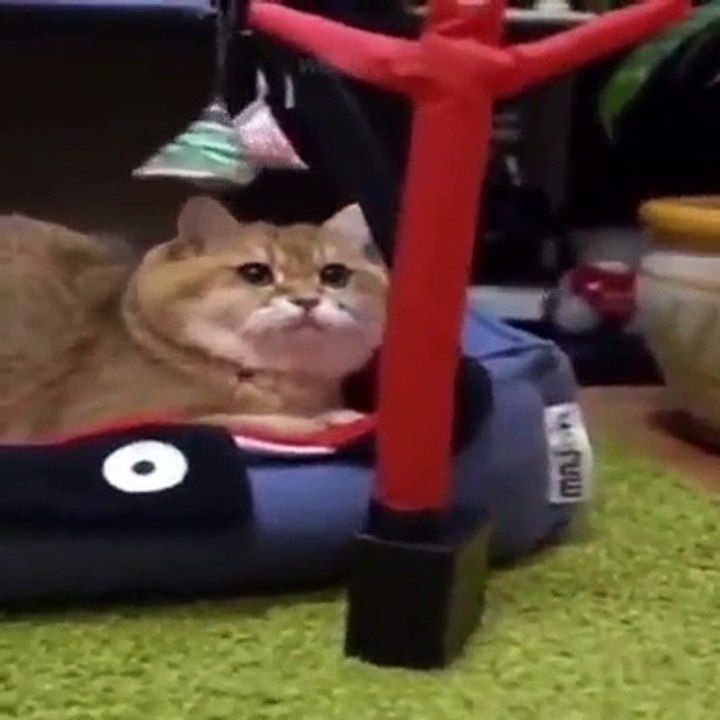 Funny angry pets | naughty cats| funniest pets| funny animals. смешные злые домашние животные| непослушные кошки |смешные домашние животные