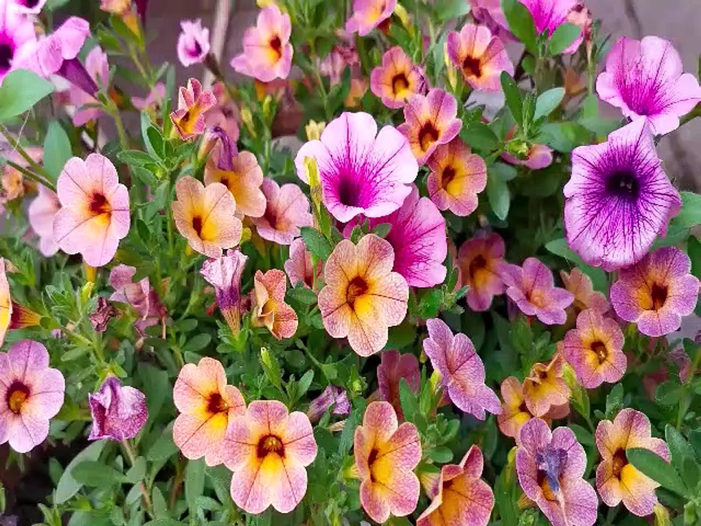 Glorious Flowers 4K Ultra HD video