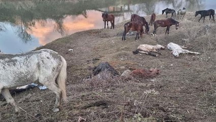 Nehir kenarında kesip vatandaşın sofrasına getireceklerdi! Baskında kurtarılan 4 attan kötü haber