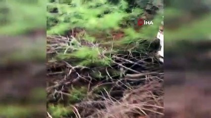 Yata yata hırsızlık
