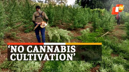 Watch: Ganja Plantation Worth Rs 14 Crore Destroyed In Odisha