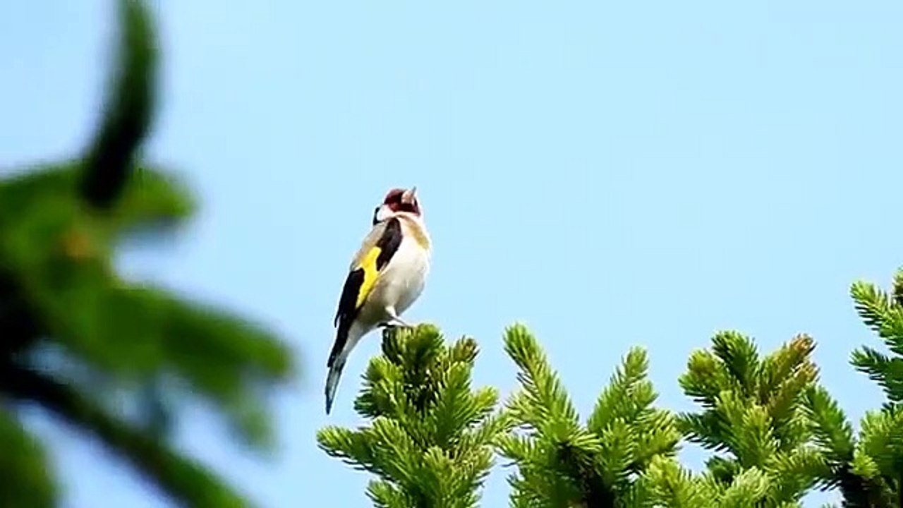 Jilguero comun (Carduelis carduelis) cantando