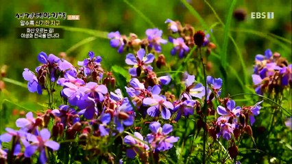 세계테마기행 - 알수록 신기한 지구- 현무암의 비밀, 다리강가와 이구아수_#001
