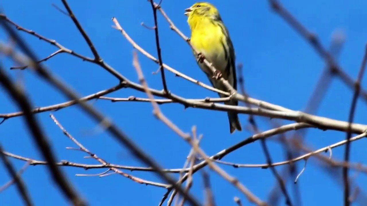 El canto del verdecillo comun