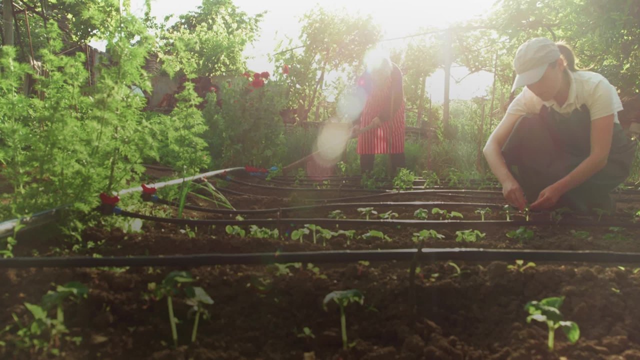 A Beginner's Guide to Plant-Based Eating