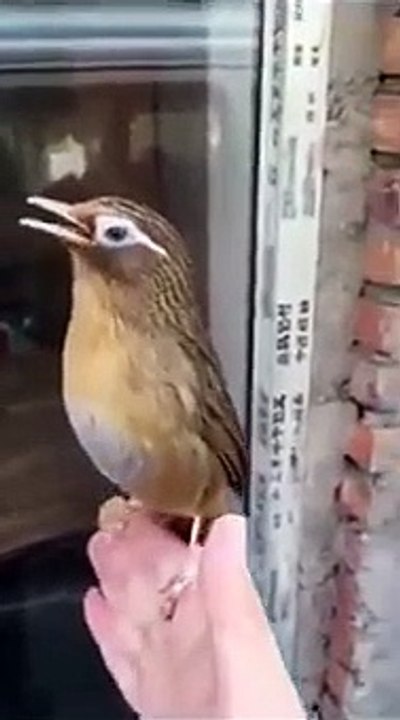 El extraordinario canto del Tordo Jocoso Cantor