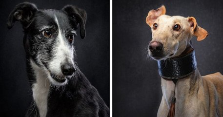 Cette série de photos rend hommage aux chiens de chasse abandonnés en Espagne