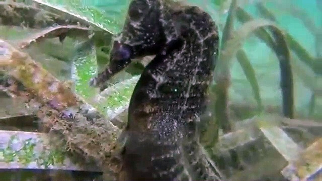 Parto de un caballito de mar en directo