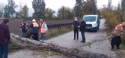 KOZAN'DA KUVVETLİ RÜZGARDA AĞAÇLAR DEVRİLDİ