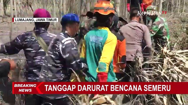 Buat Evakuasi Lebih Efektif, Anjing Pelacak Bantu Pencarian Korban Bencana Gunung Semeru
