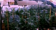 Villa di Briano (CE) - Coltivazione di marijuana nascosta in una villa: arrestato 24enne (08.12.21)