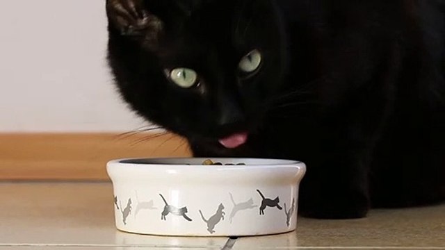 Cat Dinner Time | Funny Cats | Cute Cats | AR Studio
