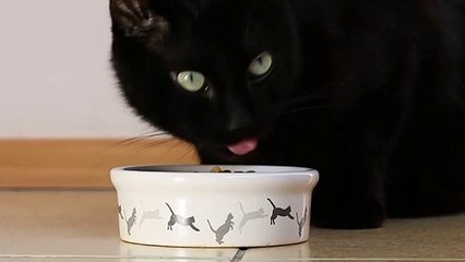 Cat Dinner Time | Funny Cats | Cute Cats | AR Studio