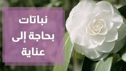 تفاصيل عن نباتات تحتاج لعناية وظروف خاصة مع المهندسة الزراعية أمل القيمري