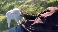 Cute Lamb Needs Attention!!