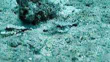 Strangest animals part 1